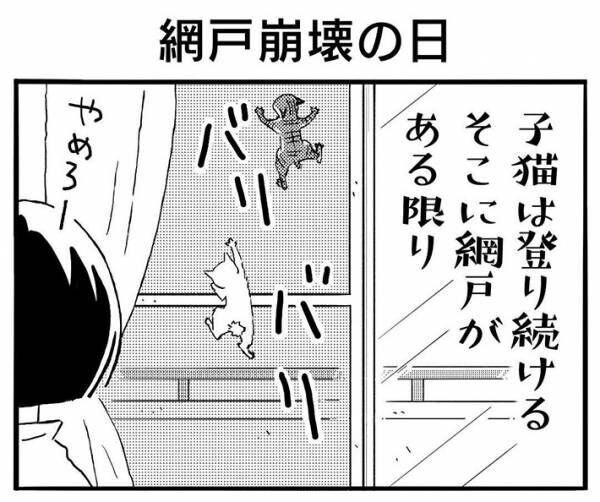 網戸に登るのが好きな２匹の子猫　成長後も遊び続けた結果…？