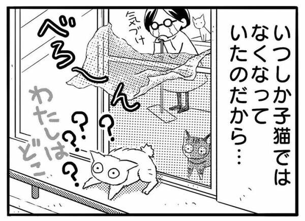 網戸に登るのが好きな２匹の子猫　成長後も遊び続けた結果…？