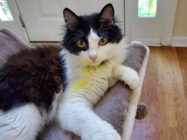 「お願い、シェアして！」　愛猫を失いかけた女性の注意喚起にゾッとする