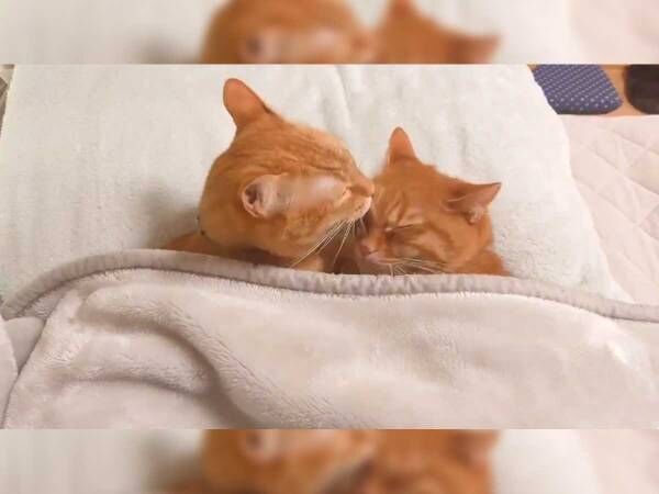 夜更かしした飼い主　その原因に「なんてこった」「これは仕方ない」