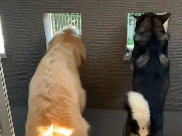 ゴールデン・レトリバーの成長をまとめた動画に反響！　「こんなに大きくなりました」