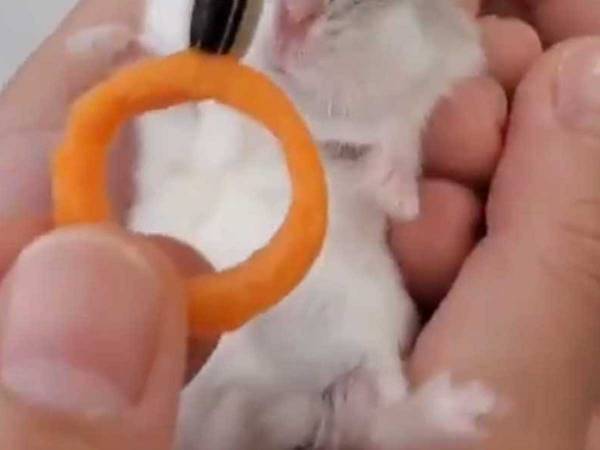 ハムスターとの結婚をすすめられた女性　プロポーズしてみると？