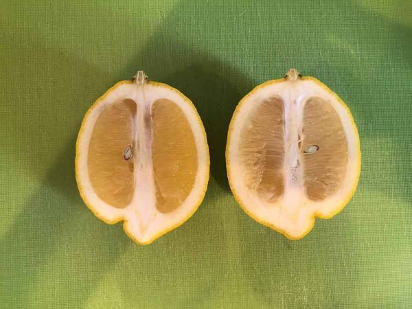 これお店で出てくるやつ！レモンを美しく切る方法