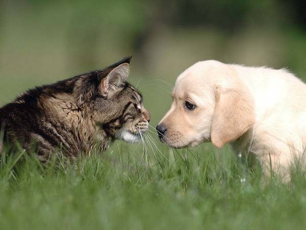 「元気でね」　里親が決まった子犬に最後のお別れをする猫　その姿が泣ける