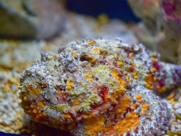 オニダルマオコゼの毒のトゲには要注意！　刺されたらどうすればいい？