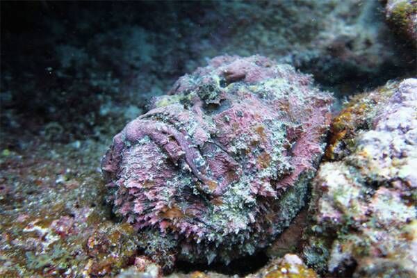 オニダルマオコゼの毒のトゲには要注意 刺されたらどうすればいい 年6月23日 ウーマンエキサイト 2 3