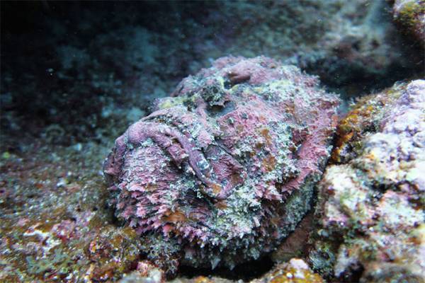 オニダルマオコゼの毒のトゲには要注意！　刺されたらどうすればいい？