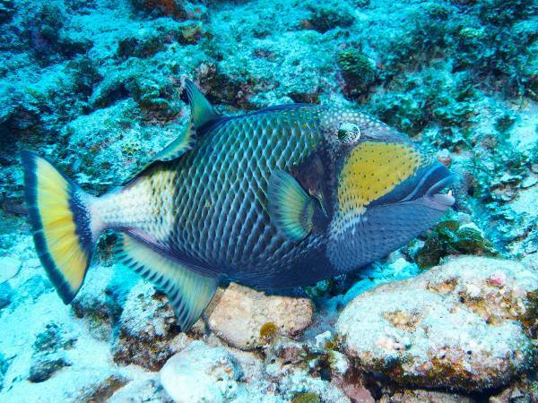 ゴマモンガラって知ってる？　『海のギャング』と呼ばれ、６～８月の産卵期は特に危険！