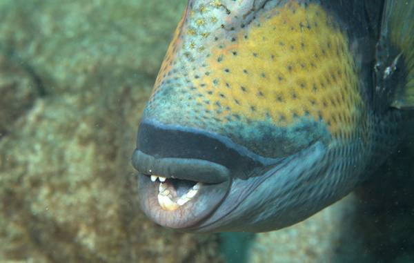 ゴマモンガラって知ってる？　『海のギャング』と呼ばれ、６～８月の産卵期は特に危険！