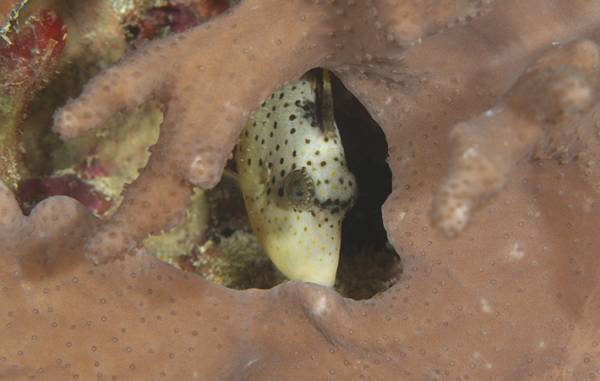 ゴマモンガラって知ってる？　『海のギャング』と呼ばれ、６～８月の産卵期は特に危険！