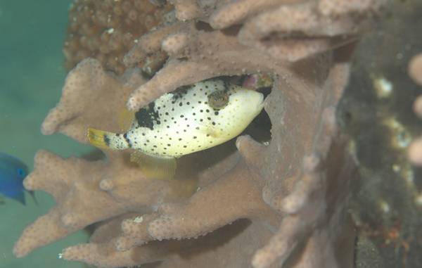 ゴマモンガラって知ってる？　『海のギャング』と呼ばれ、６～８月の産卵期は特に危険！