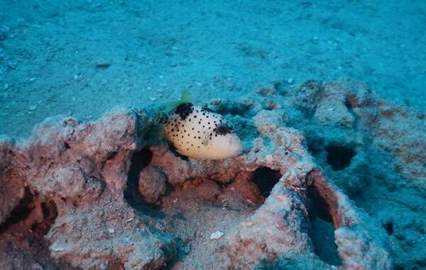 ゴマモンガラって知ってる？　『海のギャング』と呼ばれ、６～８月の産卵期は特に危険！