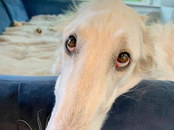 こんなに長くなるなんて！　飼い主もびっくりの長い鼻先をもつ犬がかわいい