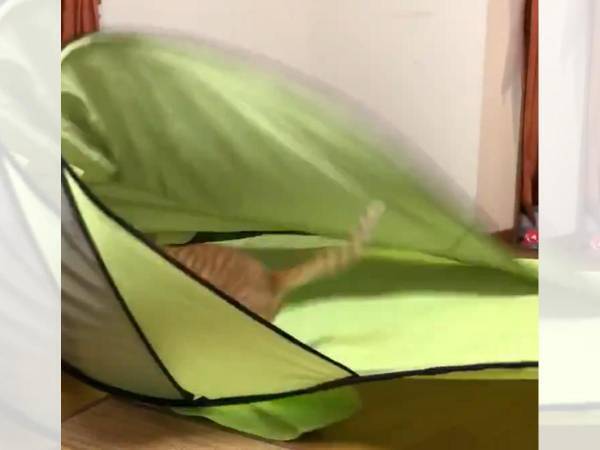 「キャンプ楽しいニャ～！」　テントに大はしゃぎの姿に爆笑