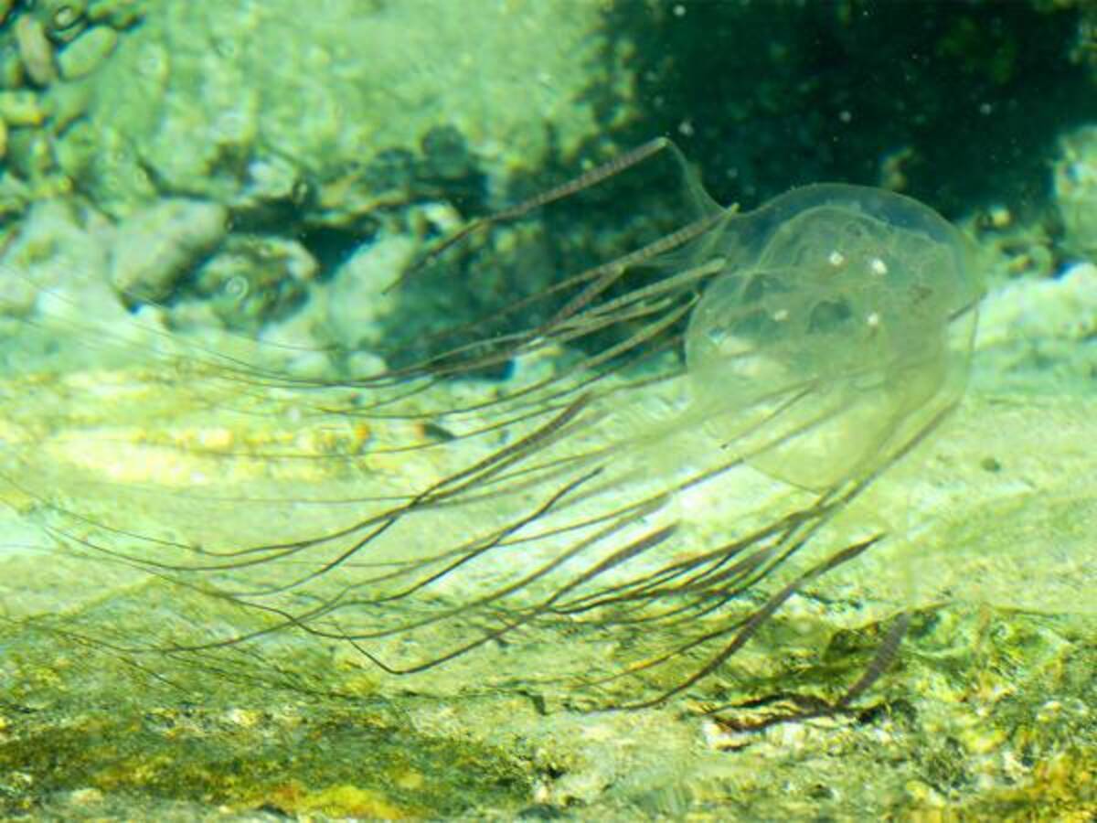 ハブクラゲってどんな生き物 刺されたら 酢 を使うって本当 年6月23日 ウーマンエキサイト 1 4