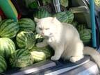 盗める気がしない…　スイカ農園のセキュリティは１匹の猫