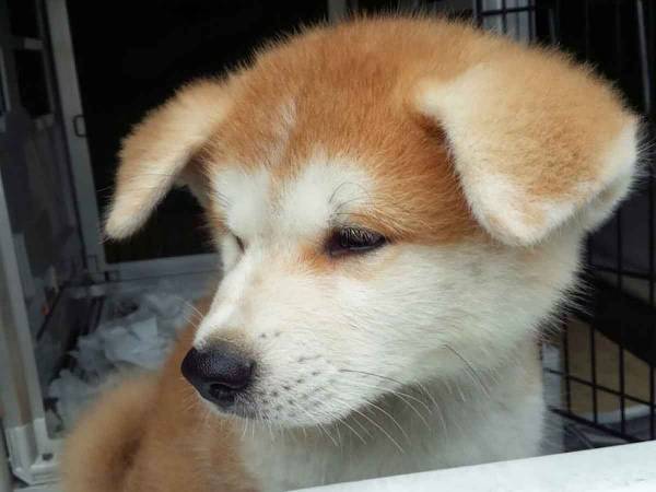 「おはようございもふ」思わず『おはよう返し』したくなる垂れ耳の秋田犬