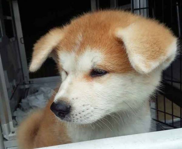 「おはようございもふ」思わず『おはよう返し』したくなる垂れ耳の秋田犬