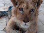 記念撮影のために脚を折られたライオンの子供　奇跡的な回復を遂げた姿に涙
