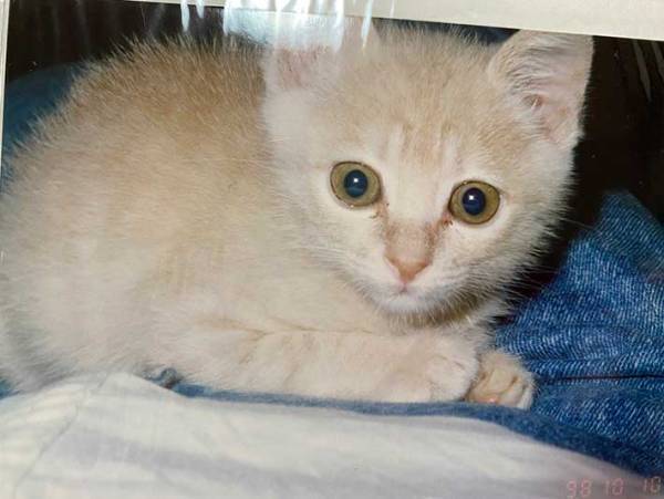 中年夫婦に『保護した子猫』を託した小学生たち　その２１年後？