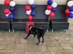 「お疲れさま！」　空港の爆発物探知犬が引退する日　最高のサプライズが