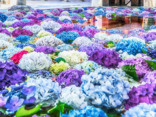 【全４枚】　巨大な手水舎に浮かぶアジサイに「美しい！」の声