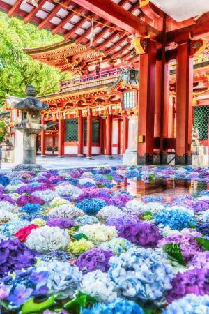 【全４枚】　巨大な手水舎に浮かぶアジサイに「美しい！」の声