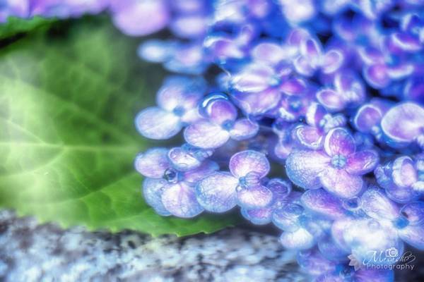 【全４枚】　巨大な手水舎に浮かぶアジサイに「美しい！」の声