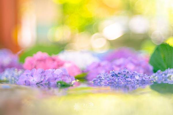 【全４枚】　巨大な手水舎に浮かぶアジサイに「美しい！」の声