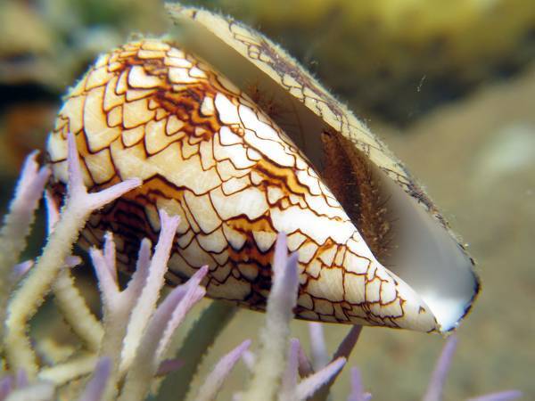 イモガイとはどんな生き物？　猛毒を持ち、刺された人の体験談にゾッとする