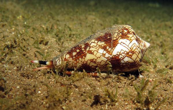 イモガイとはどんな生き物？　猛毒を持ち、刺された人の体験談にゾッとする