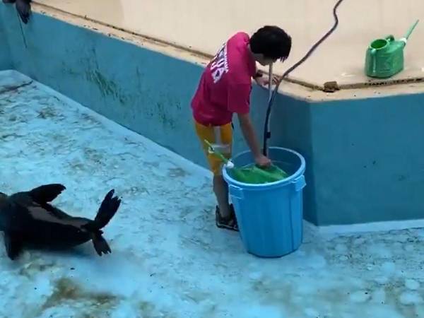 アシカが飼育員の掃除を手伝った結果？　「どう見ても逆効果」