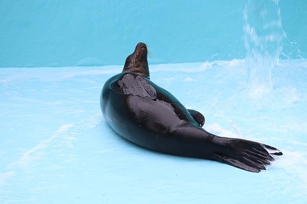 アシカが飼育員の掃除を手伝った結果？　「どう見ても逆効果」