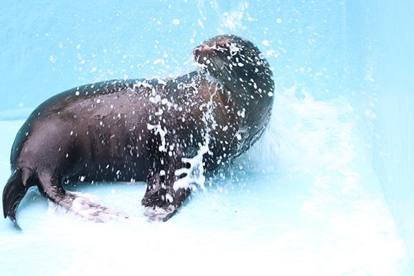 アシカが飼育員の掃除を手伝った結果？　「どう見ても逆効果」