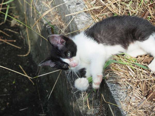 不思議な挙動の猫を発見　不審に思った女性が、用水路の中を覗いてみると…