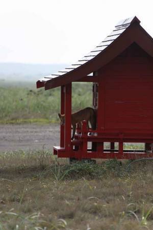 ついに目撃された神の使い？　奇跡の瞬間に感動の嵐！