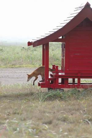 ついに目撃された神の使い？　奇跡の瞬間に感動の嵐！