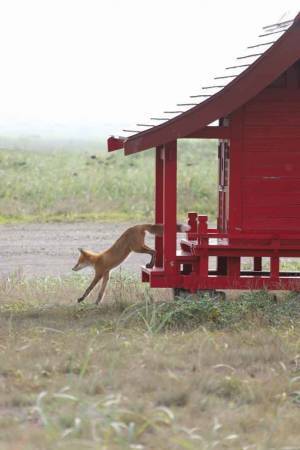 ついに目撃された神の使い？　奇跡の瞬間に感動の嵐！