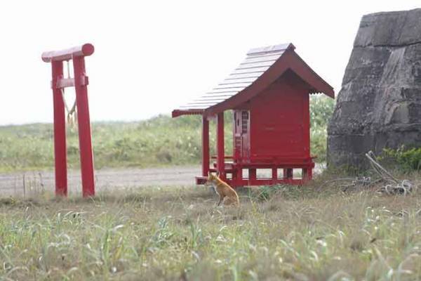 ついに目撃された神の使い？　奇跡の瞬間に感動の嵐！