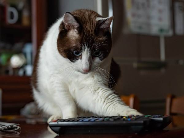 猫vs飼い主　大事なものを持っていかれないよう箱に入れた結果…？