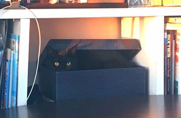 猫vs飼い主　大事なものを持っていかれないよう箱に入れた結果…？