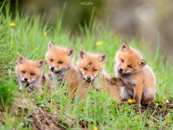 引っ越し中の子ギツネたちに遭遇！　北の大地ならではの４枚の写真に癒される