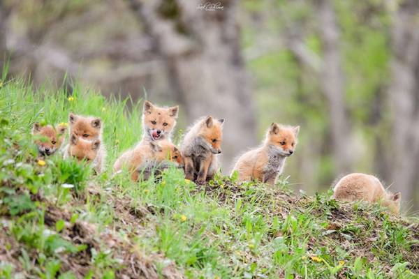 引っ越し中の子ギツネたちに遭遇！　北の大地ならではの４枚の写真に癒される