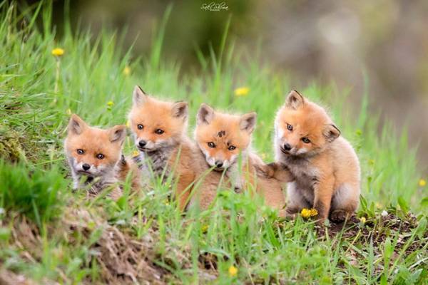 引っ越し中の子ギツネたちに遭遇！　北の大地ならではの４枚の写真に癒される