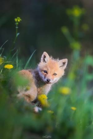 引っ越し中の子ギツネたちに遭遇！　北の大地ならではの４枚の写真に癒される