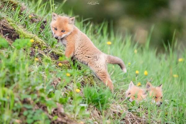 引っ越し中の子ギツネたちに遭遇！　北の大地ならではの４枚の写真に癒される
