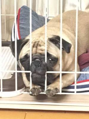反省させるためケージに入れられたパグ　圧がすごい『謝罪』がこちらです