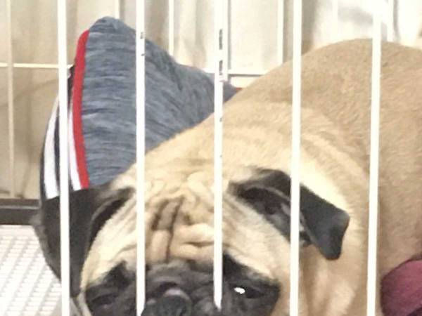 反省させるためケージに入れられたパグ　圧がすごい『謝罪』がこちらです