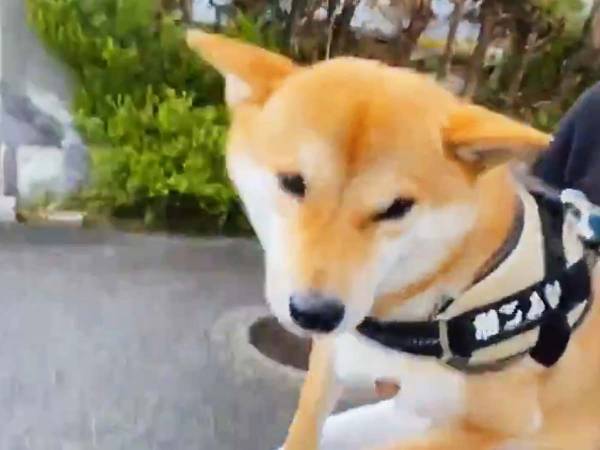 柴犬の散歩中に夕立が来てしまい…！？　その後の展開に「笑った」「立場が逆～！」