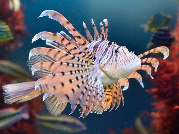 ミノカサゴのひれには要注意！　食べるとおいしいって本当？